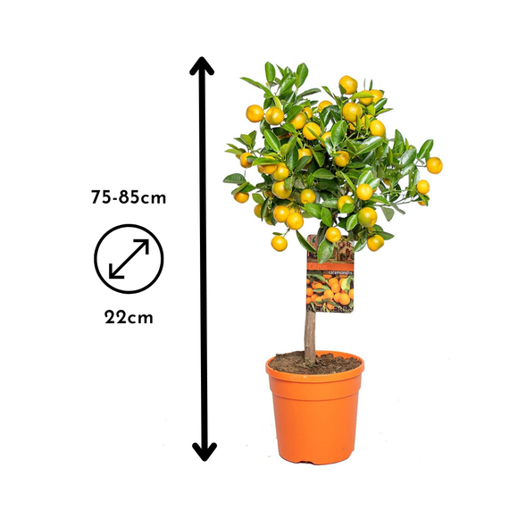 Calamondin 80 cm - clicktofournisseur.com