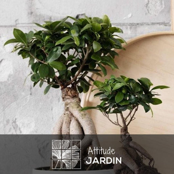 Ficus Ginseng Bonsai 110 cm - clicktofournisseur.com