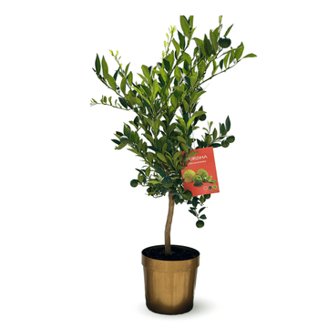 Citronnier Pursha 80 cm - clicktofournisseur.com