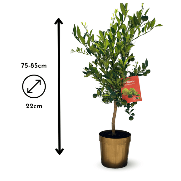 Citronnier Pursha 80 cm - clicktofournisseur.com
