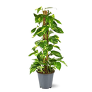 Pothos Epipremnum 110 cm - clicktofournisseur.com