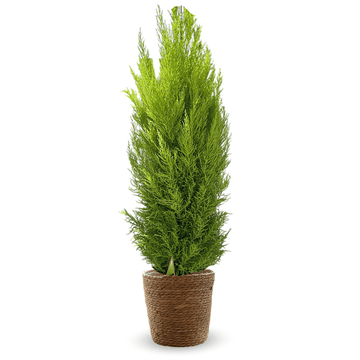 Cyprès Gold Crest 120 cm - clicktofournisseur.com