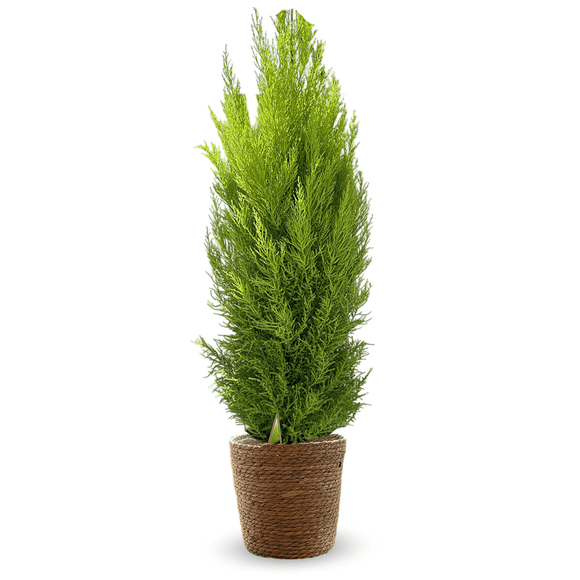 Cyprès Gold Crest 120 cm - clicktofournisseur.com