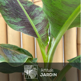 Bananier Musa 40 cm - clicktofournisseur.com