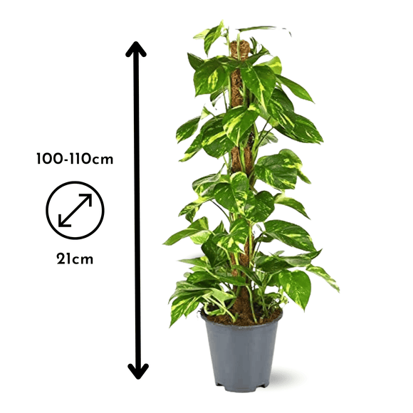 Pothos Epipremnum 110 cm - clicktofournisseur.com