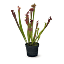 Sarracenia Oreophila Plante Carnivore 60 cm - undefined