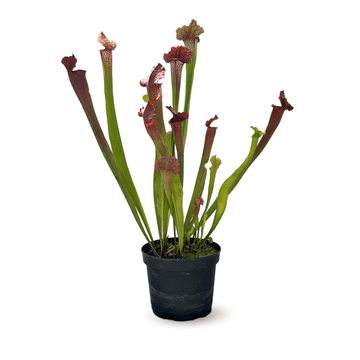 Sarracenia Oreophila Plante Carnivore 60 cm - undefined