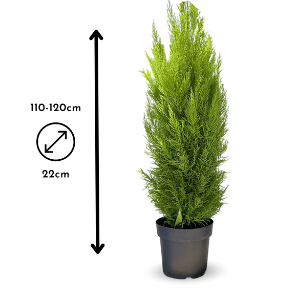 Cyprès Gold Crest 120 cm - clicktofournisseur.com