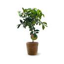 Pamplemoussier Pomelos 80 cm - clicktofournisseur.com