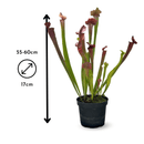 Sarracenia Oreophila Plante Carnivore 60 cm - undefined