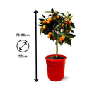 Kumquat 80 cm - clicktofournisseur.com