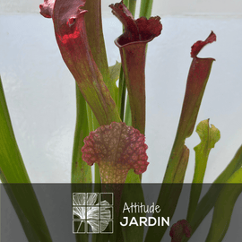 Sarracenia Oreophila Plante Carnivore 60 cm - undefined