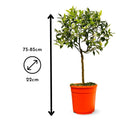 Mandarinier 80 cm - clicktofournisseur.com