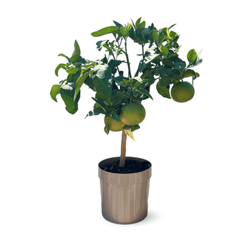 Pamplemoussier Pomelos Rose 80 cm - clicktofournisseur.com