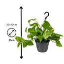 Pothos Epipremnum 40 cm - clicktofournisseur.com