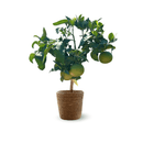 Pamplemoussier Pomelos Rose 80 cm - clicktofournisseur.com