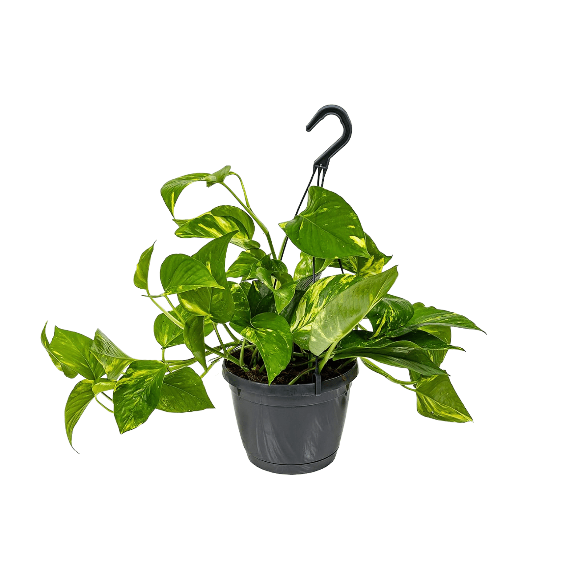 Pothos Epipremnum 40 cm - clicktofournisseur.com