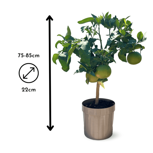 Pamplemoussier Pomelos Rose 80 cm - clicktofournisseur.com