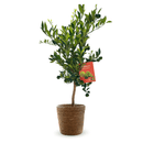 Citronnier Pursha 80 cm - clicktofournisseur.com