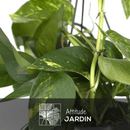 Pothos Epipremnum 40 cm - clicktofournisseur.com