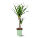 Dracaena Marginata 80 cm - clicktofournisseur.com