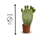 Opuntia 50 cm - clicktofournisseur.com