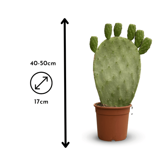 Opuntia 50 cm - clicktofournisseur.com