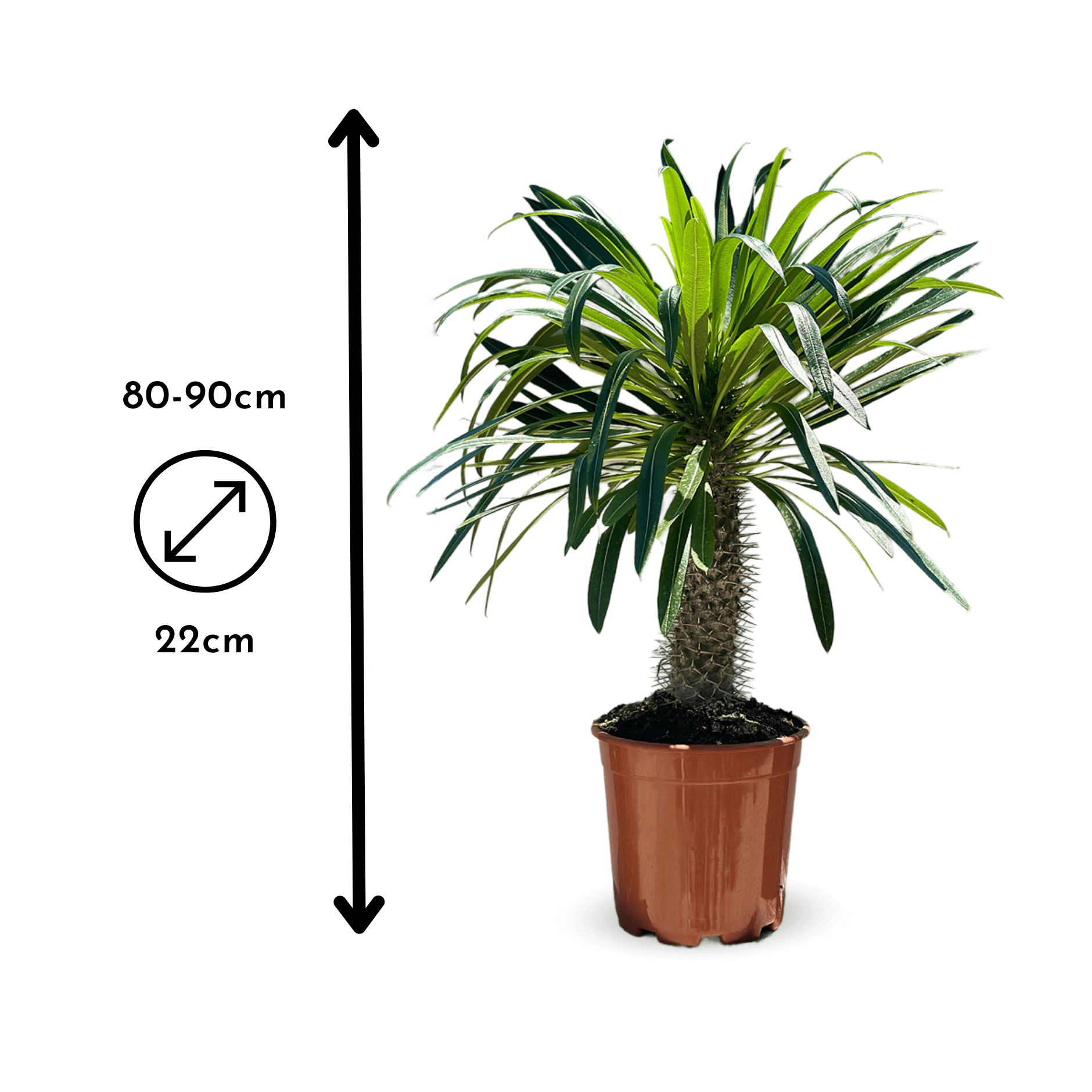 Pachypodium lamerei 90 cm - clicktofournisseur.com