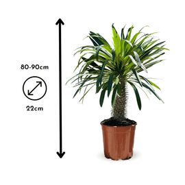 Pachypodium lamerei 90 cm - clicktofournisseur.com