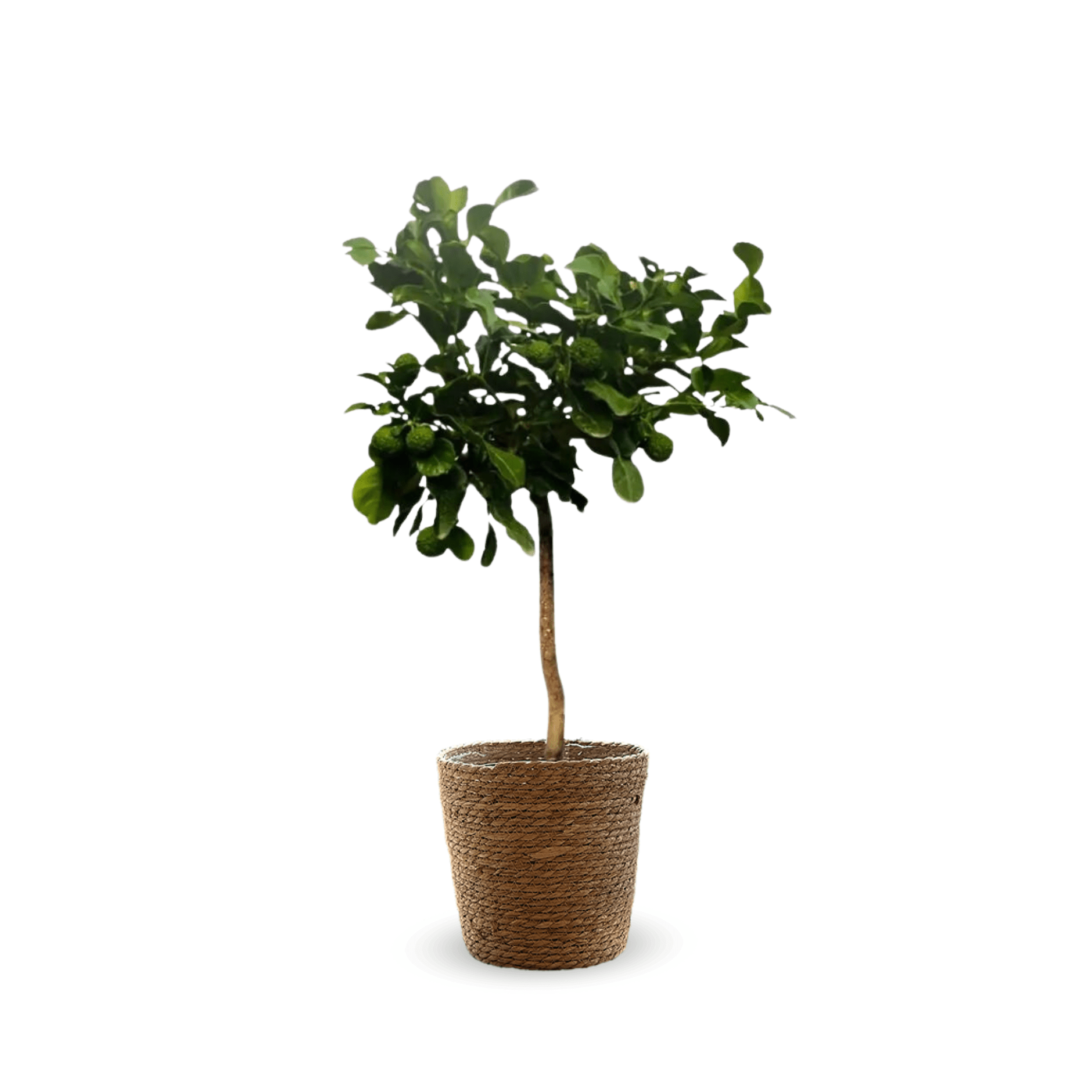 Combava 80 cm - clicktofournisseur.com