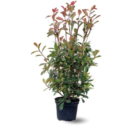 Photinia Red Robin 120 cm - clicktofournisseur.com