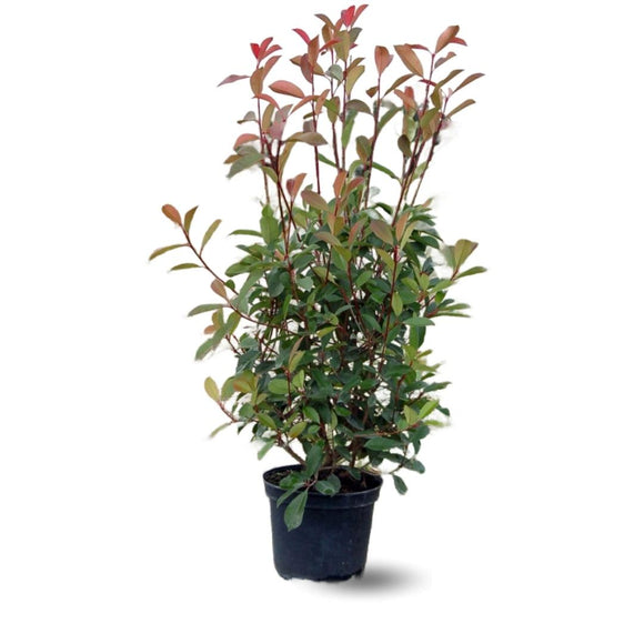 Photinia Red Robin 120 cm - clicktofournisseur.com