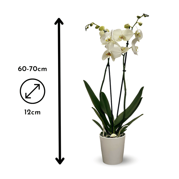 Orchidée Blanche Double Branche 70 cm - clicktofournisseur.com