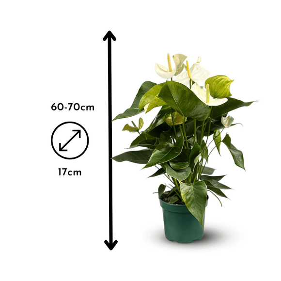 Anthurium Blanc 70 cm - clicktofournisseur.com