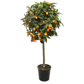 Kumquat 120 cm - clicktofournisseur.com