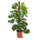 Monstera Deliciosa 120 cm - clicktofournisseur.com