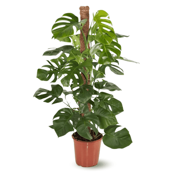 Monstera Deliciosa 120 cm - clicktofournisseur.com