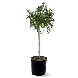 Citron Caviar Rouge 110 cm - clicktofournisseur.com