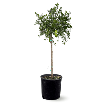 Citron Caviar Rouge 110 cm - clicktofournisseur.com