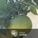 Pamplemoussier Pomelos Rose 80 cm - clicktofournisseur.com