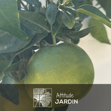 Pamplemoussier Pomelos Rose 80 cm - clicktofournisseur.com