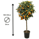 Kumquat 120 cm - clicktofournisseur.com
