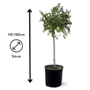 Citron Caviar Rouge 110 cm - clicktofournisseur.com