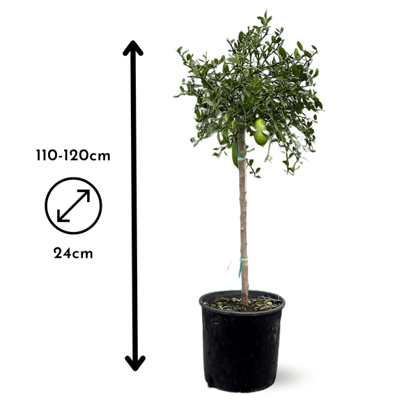 Citron Caviar Rouge 110 cm - clicktofournisseur.com