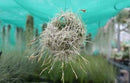 Tillandsia bandensis en touffe