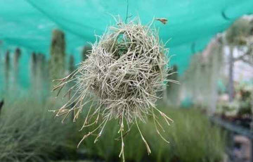 Tillandsia bandensis en touffe