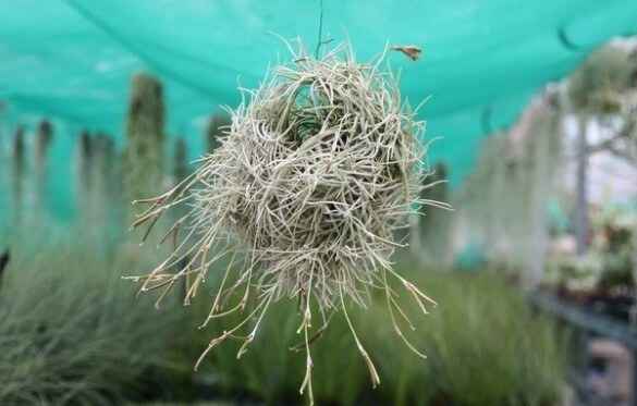 Tillandsia bandensis en touffe