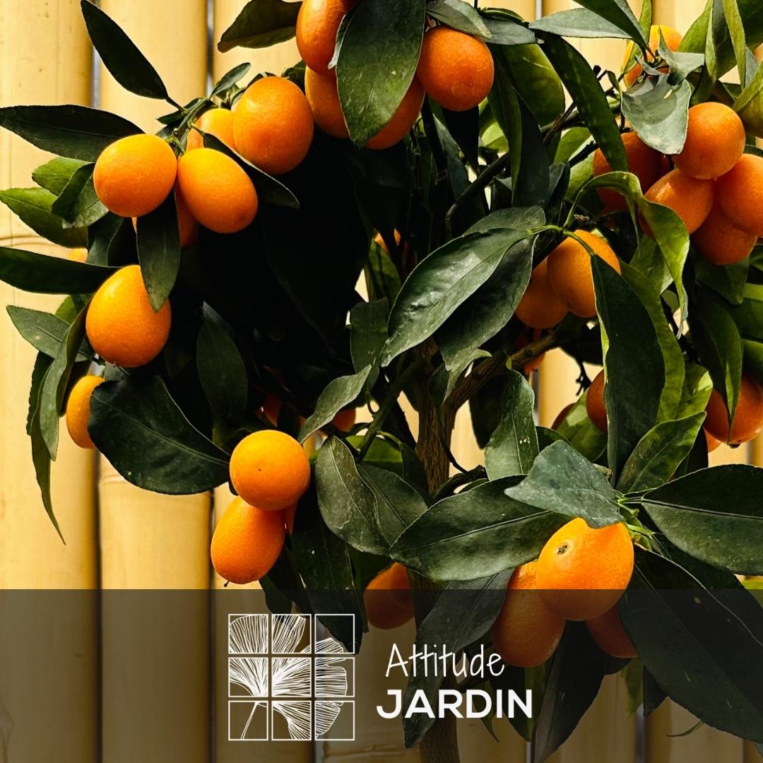 Kumquat 80 cm - clicktofournisseur.com