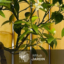 Mandarinier 120 cm - clicktofournisseur.com