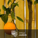 Oranger 80 cm - clicktofournisseur.com